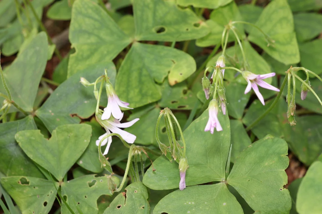 Oxalis Triangularis