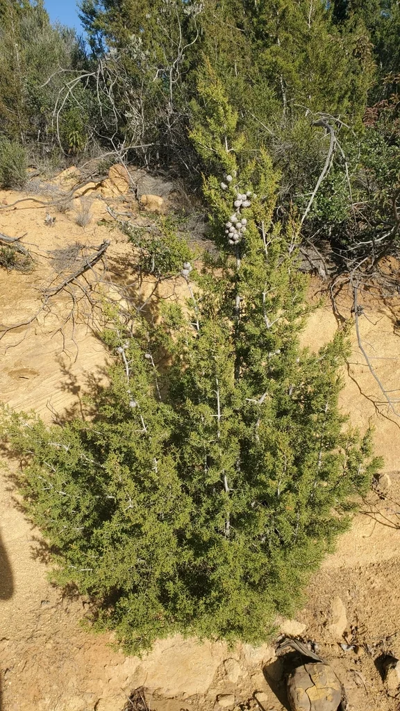 Hesperocyparis Forbesii