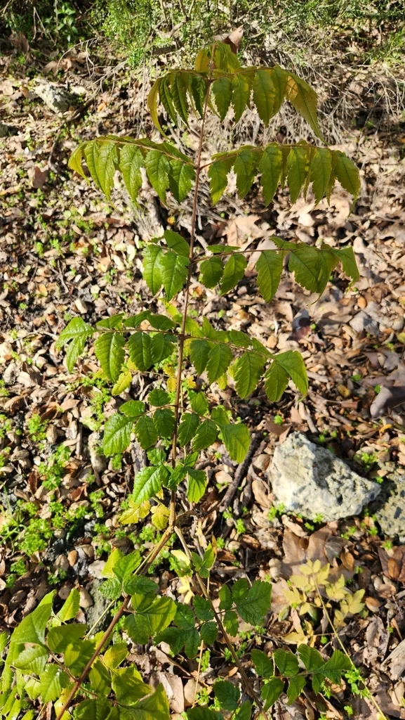 Koelreuteria Bipinnata