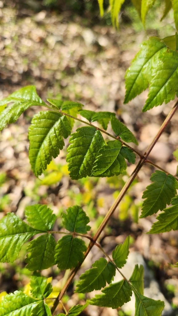 Koelreuteria Bipinnata