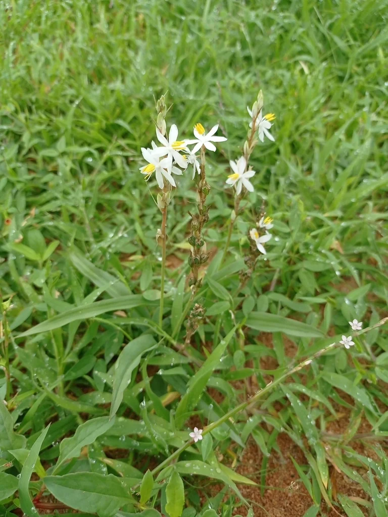 Chlorophytum comosum