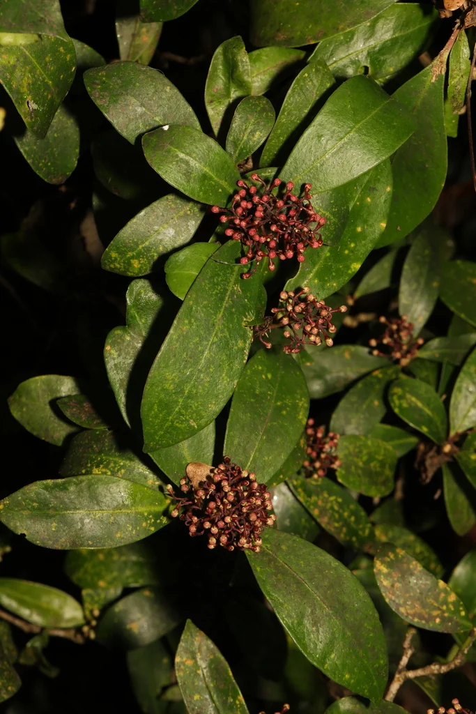 Skimmia Japonica