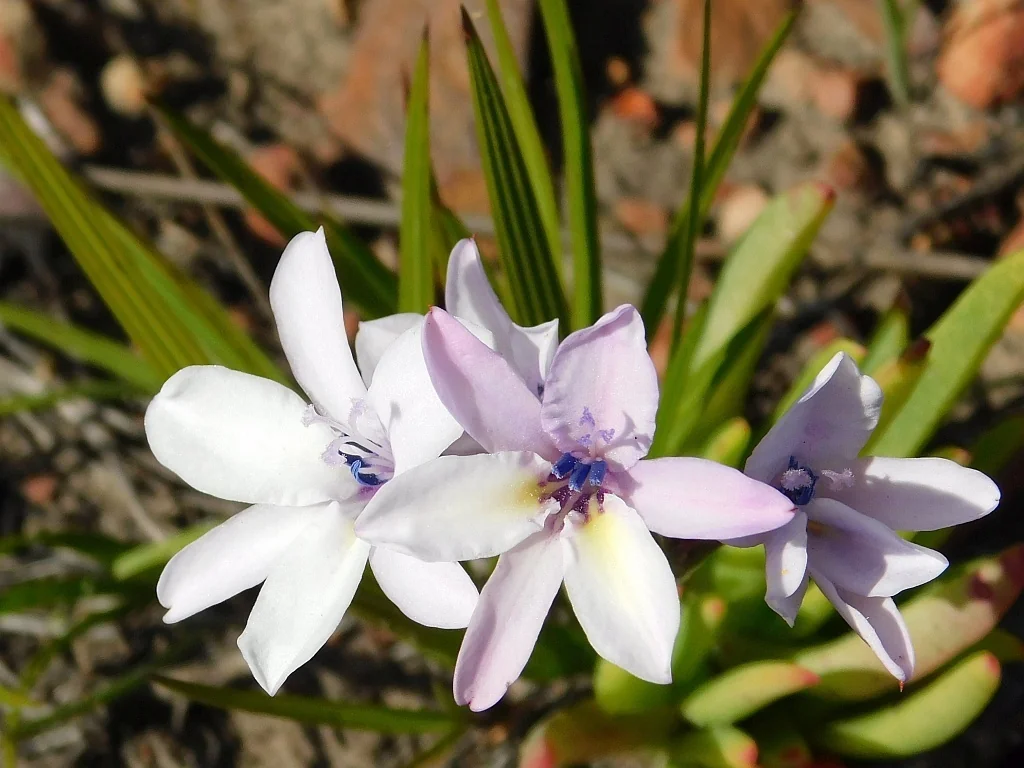 Babiana Stricta