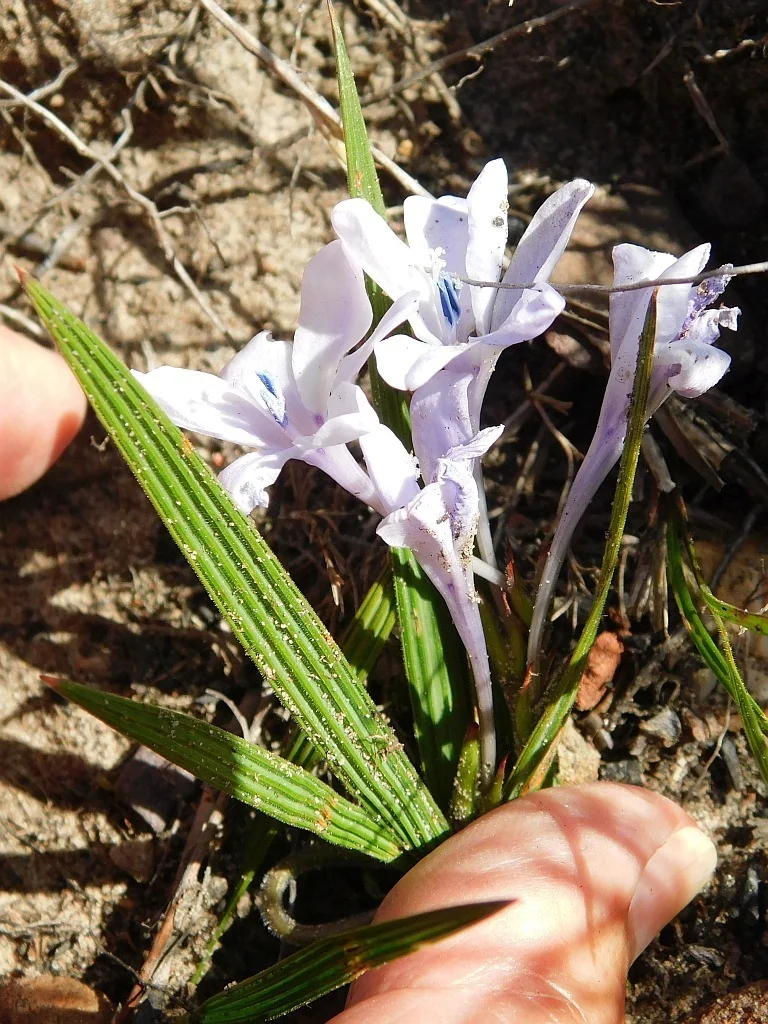 Babiana Stricta
