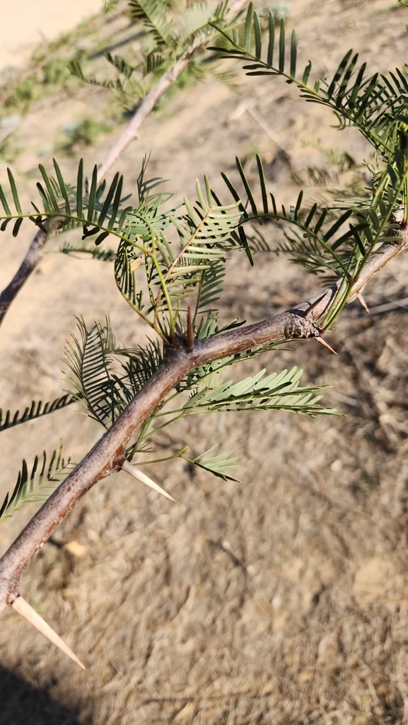 Prosopis Chilensis