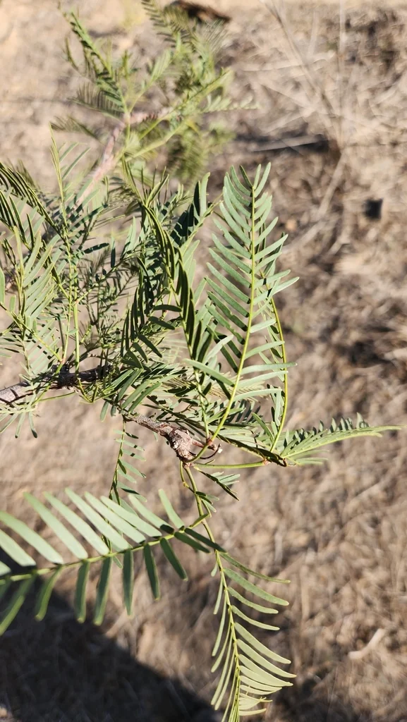Prosopis Chilensis