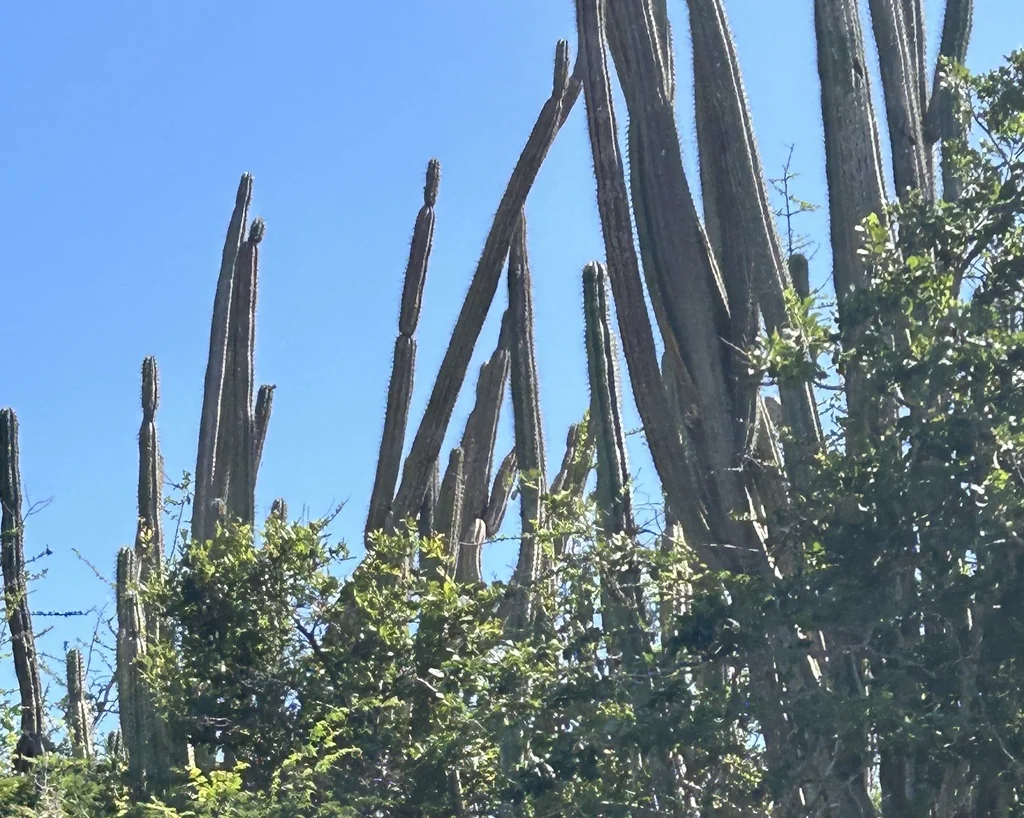 Cereus Peruvianus