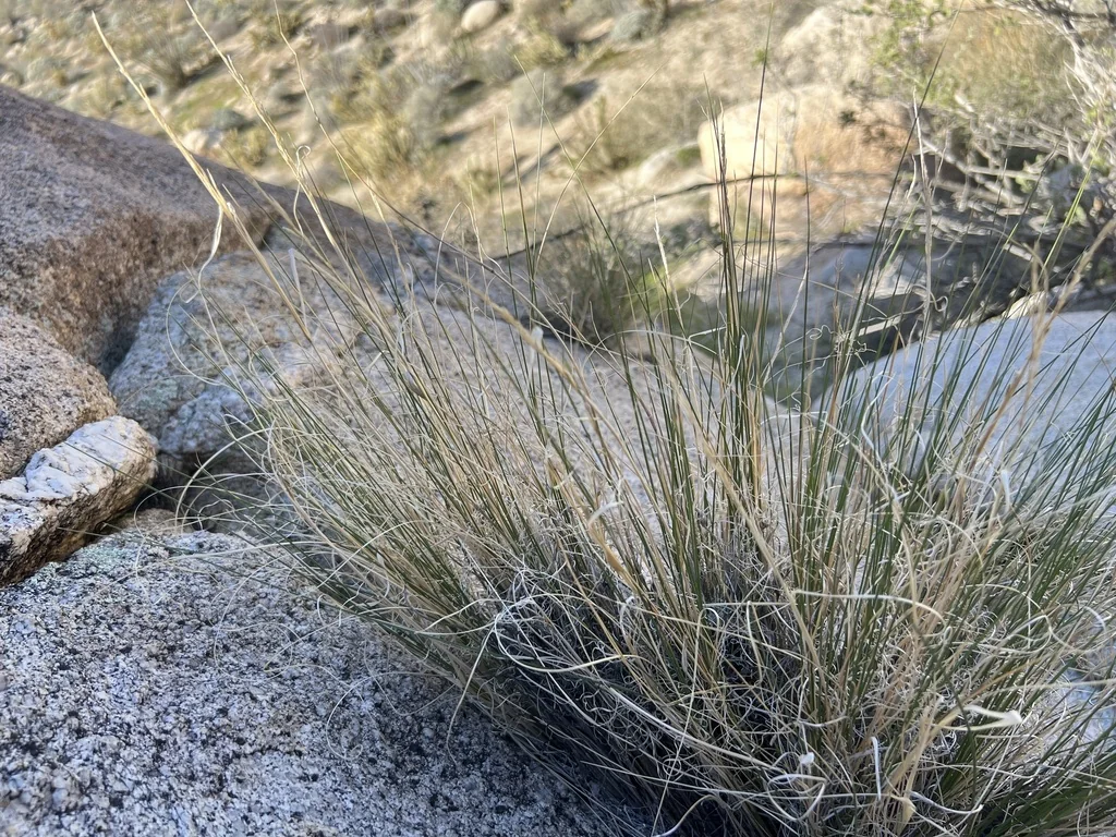 Stipa speciosa