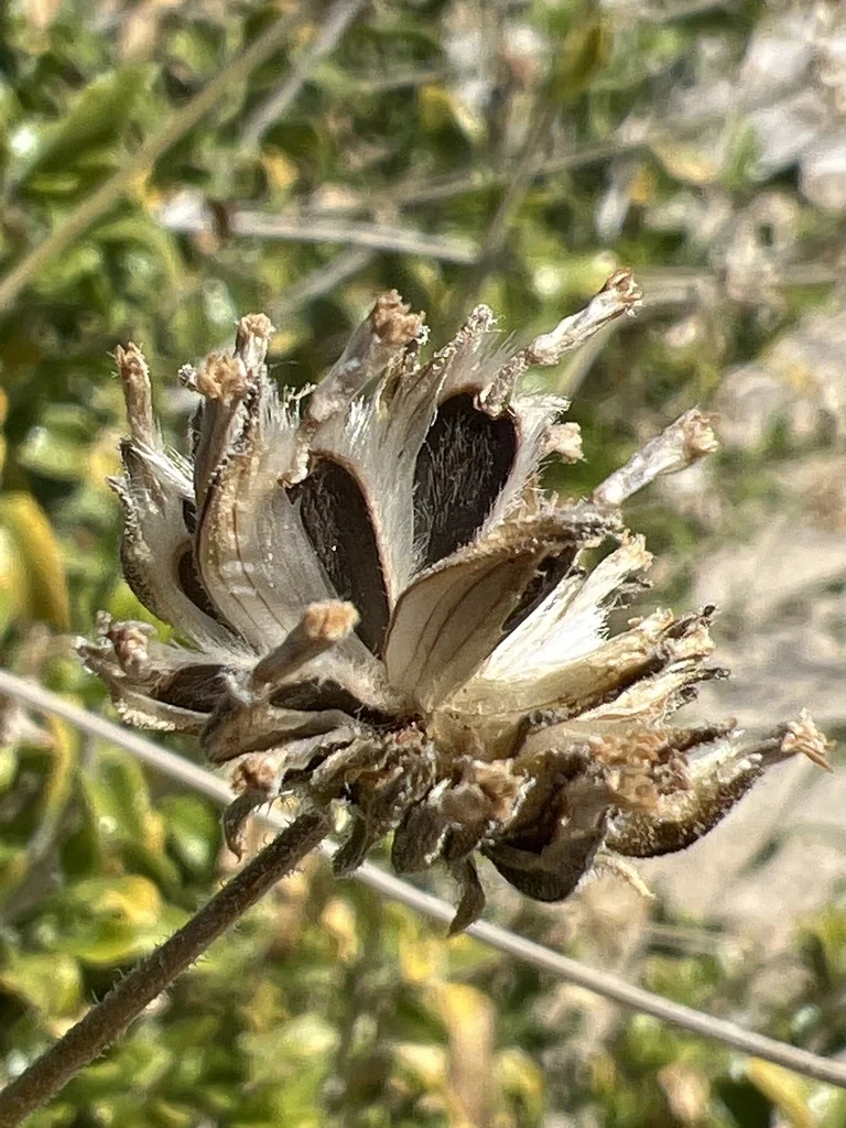Encelia Frutescens