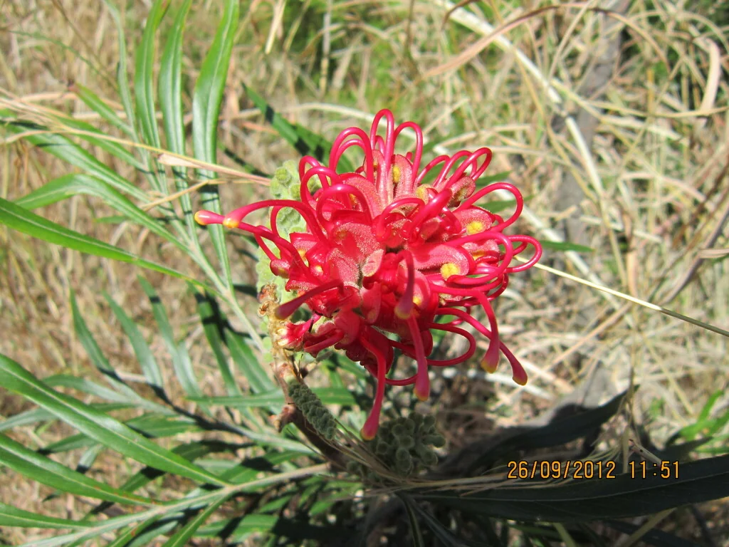 Grevillea Banksii