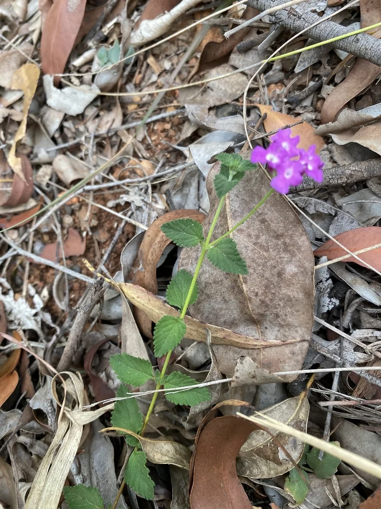 Lantana montevidensis