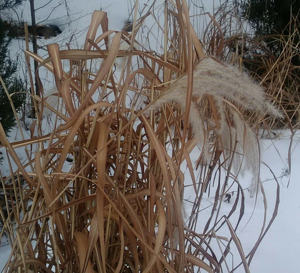 Miscanthus Sacchariflorus