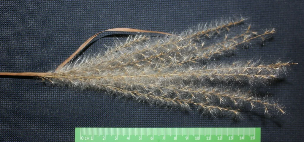 Miscanthus Sacchariflorus
