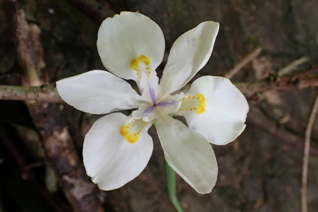 Dietes Iridioides