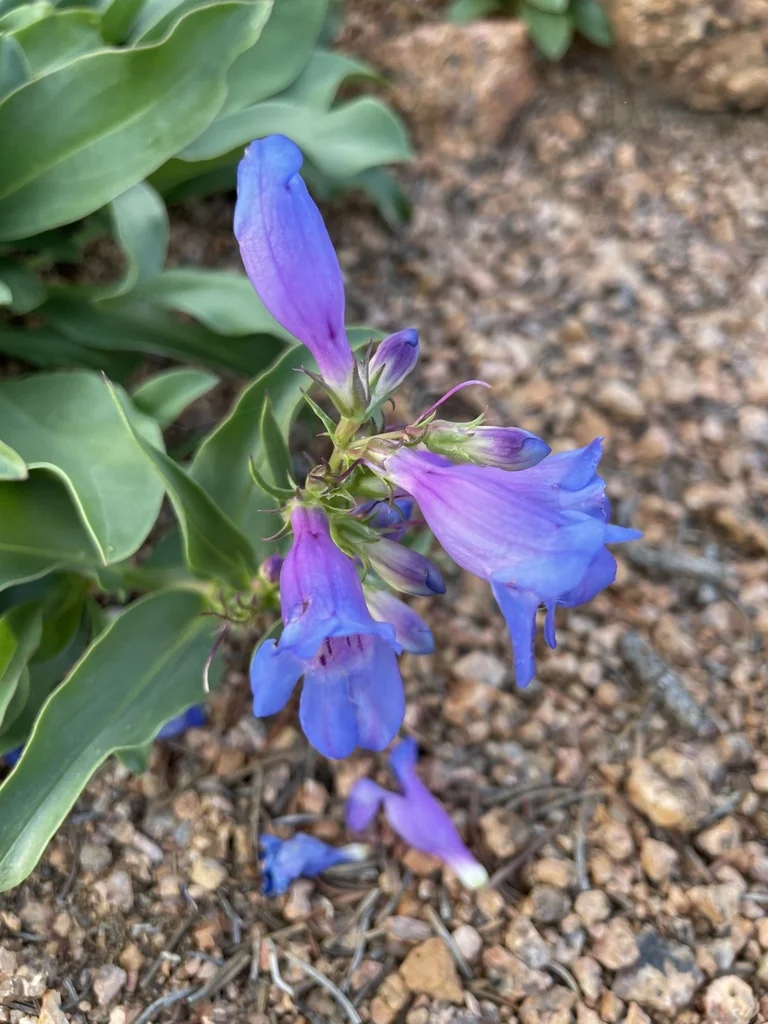 Penstemon Glaber