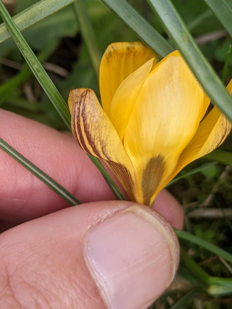 Crocus Chrysanthus