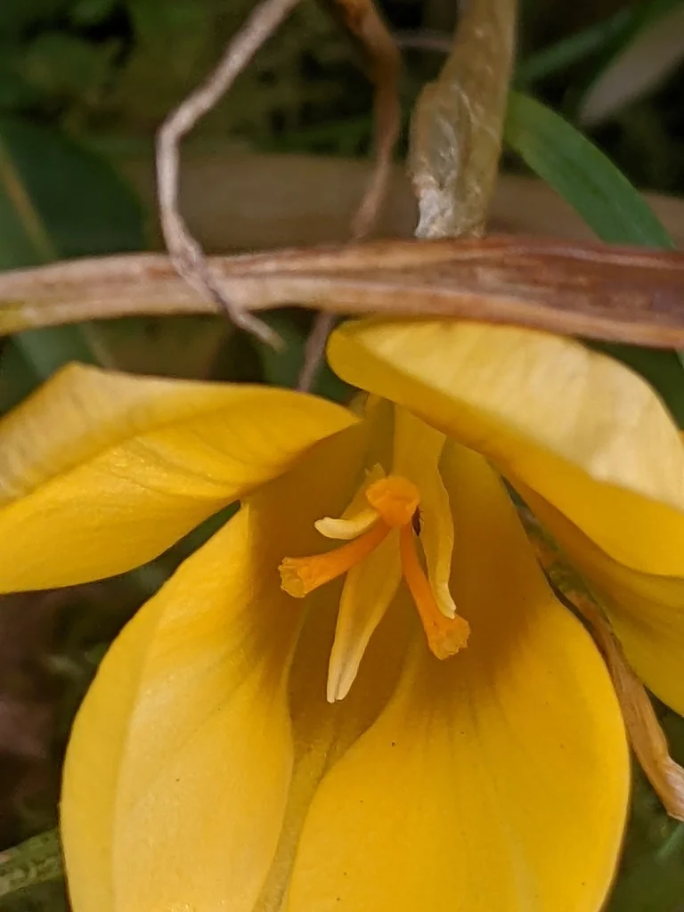 Crocus Chrysanthus