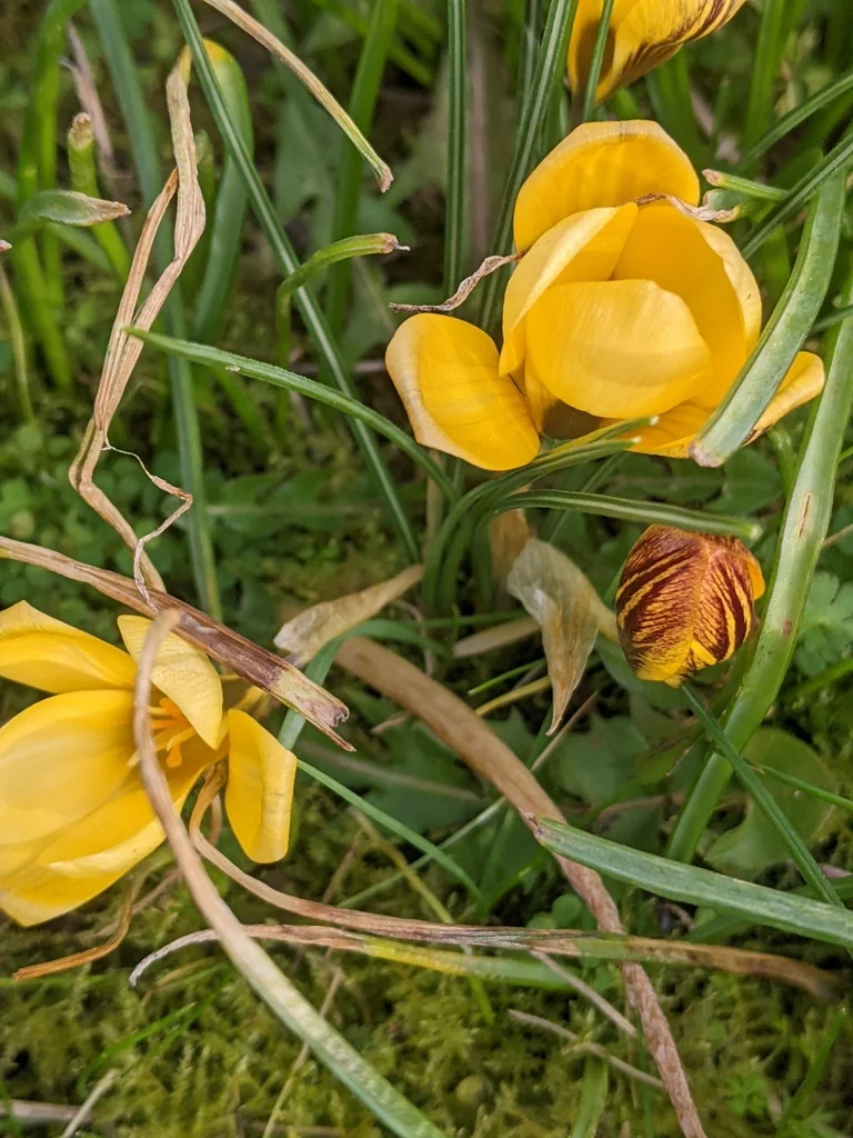 Crocus Chrysanthus