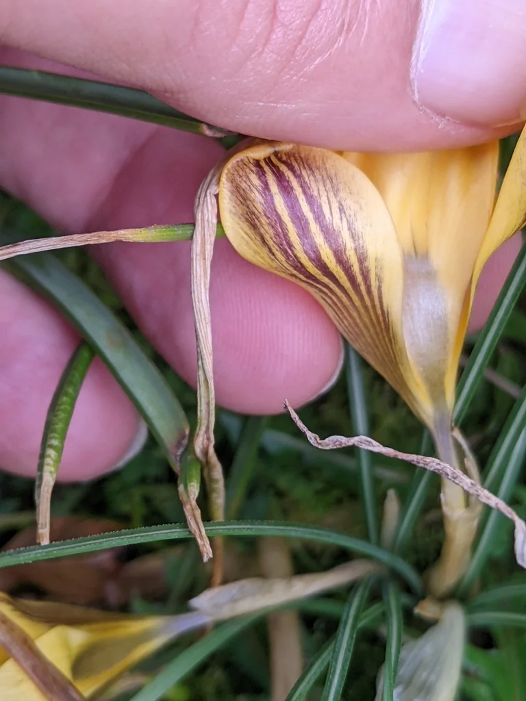 Crocus Chrysanthus