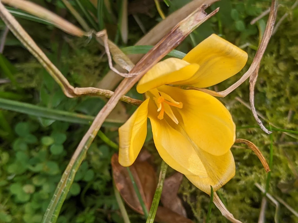 Crocus Chrysanthus