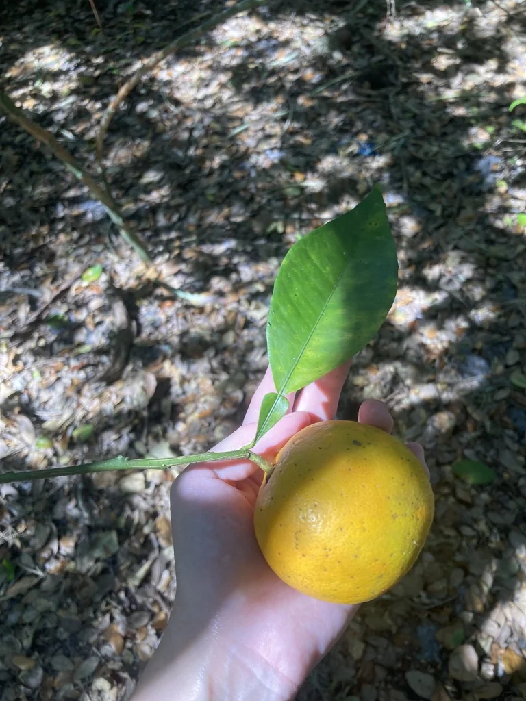Citrus Aurantium