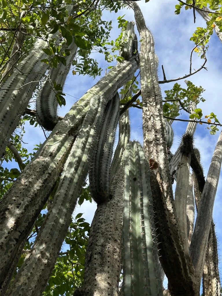 Cereus Peruvianus