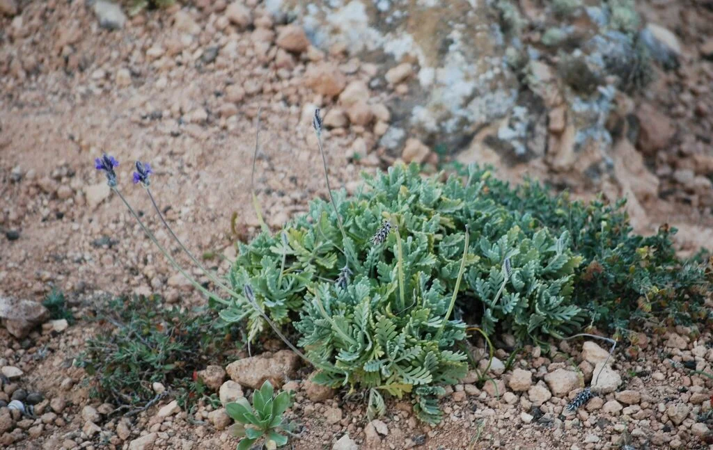 Lavandula Pinnata