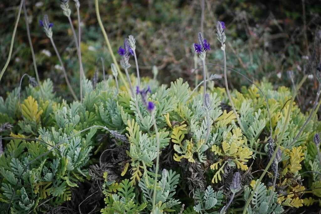 Lavandula Pinnata