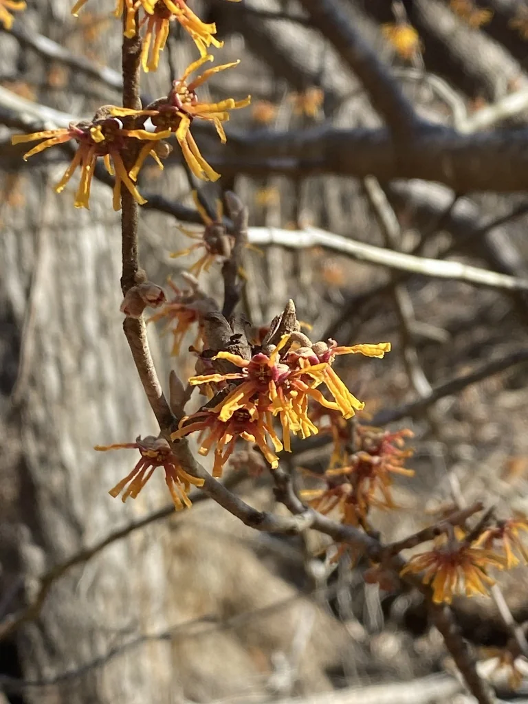 Hamamelis Vernalis