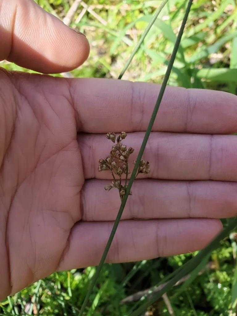 Juncus Patens