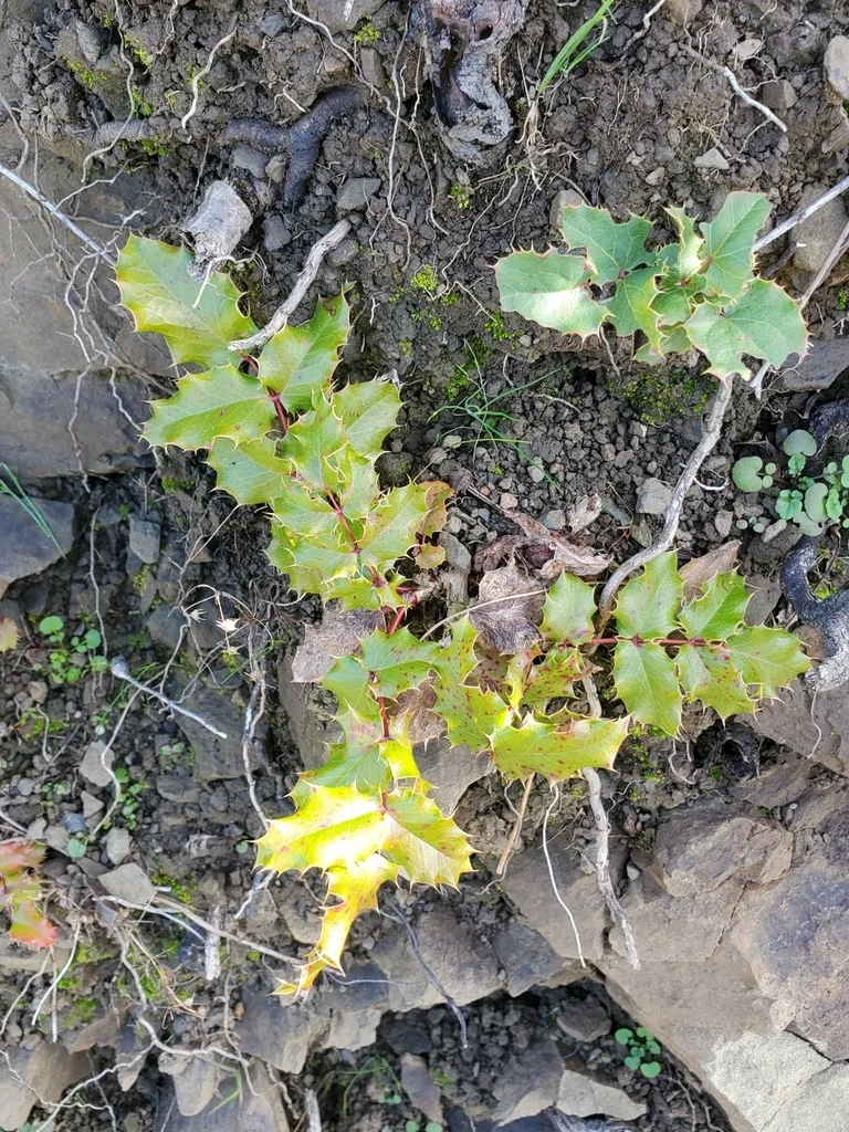 Berberis Pinnata
