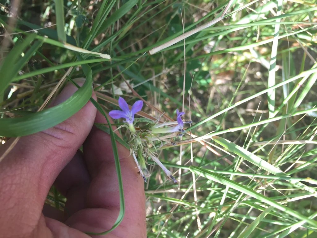 Lobelia Dunnii