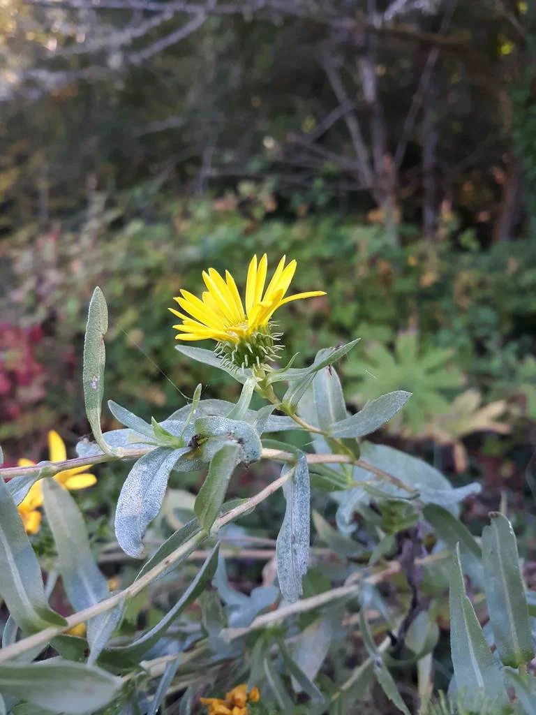 Grindelia Integrifolia