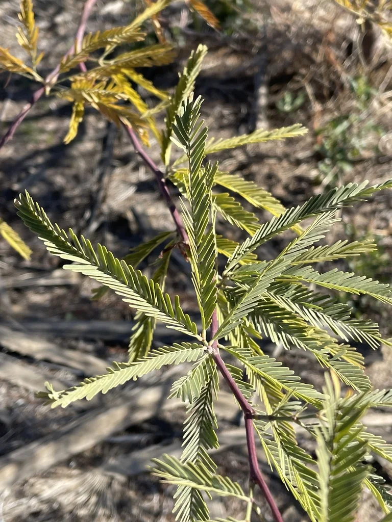 Prosopis Alba