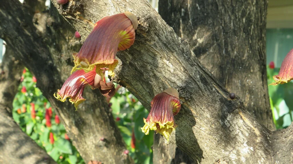 Crescentia Alata