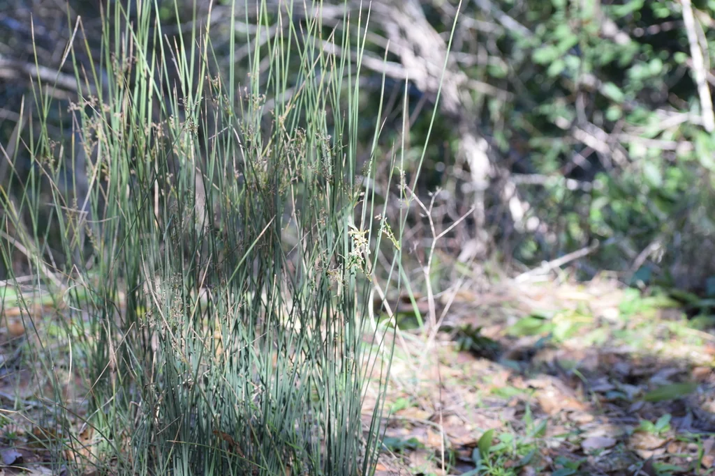 Juncus Patens