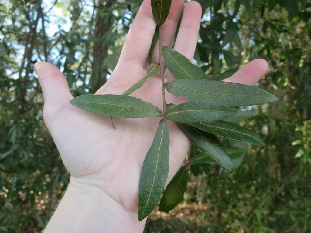Quercus laurifolia