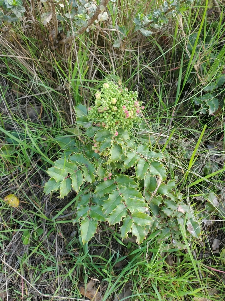 Berberis Pinnata