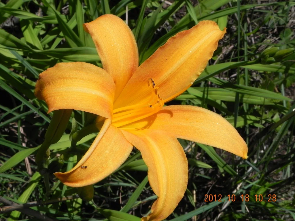 Hemerocallis Lilioasphodelus