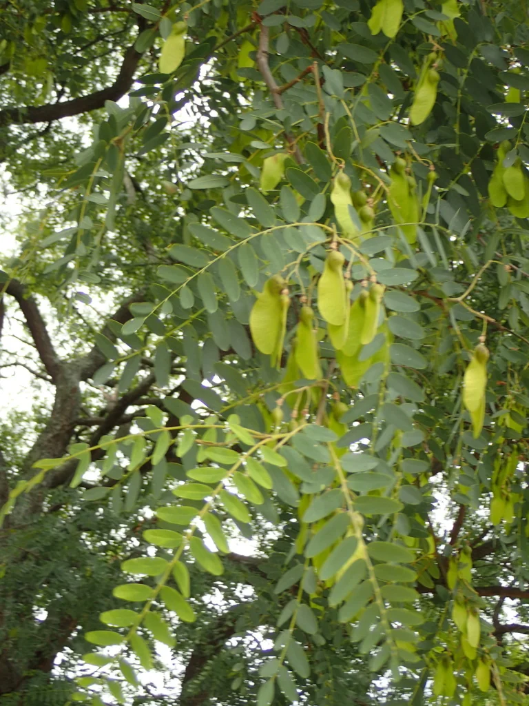 Tipuana Tipu