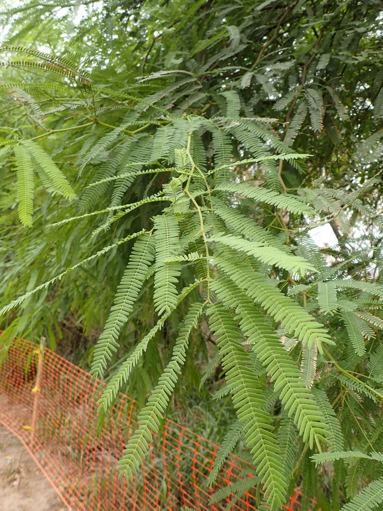 Prosopis Alba