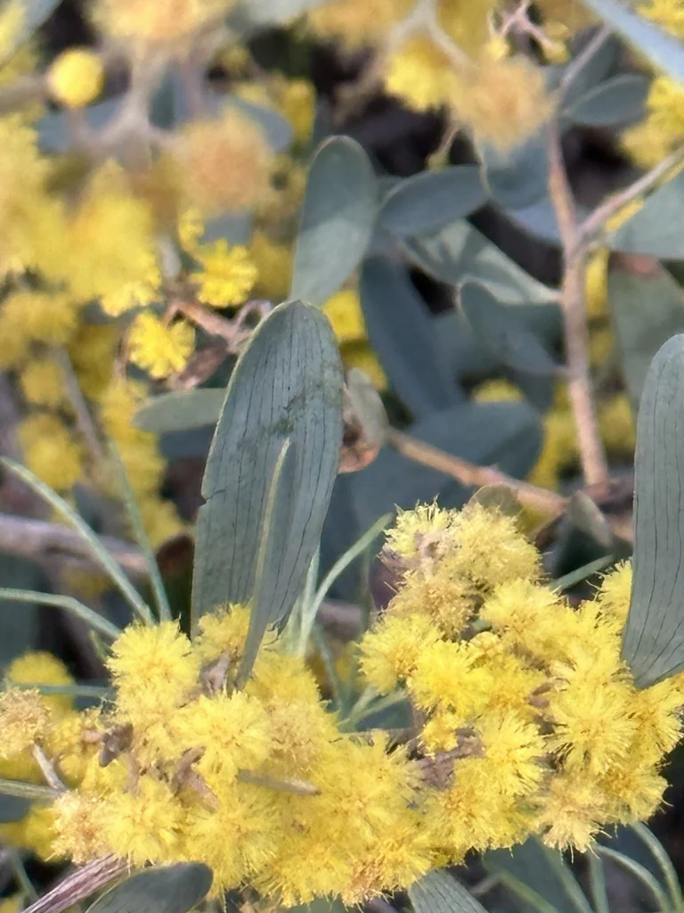 Acacia Redolens