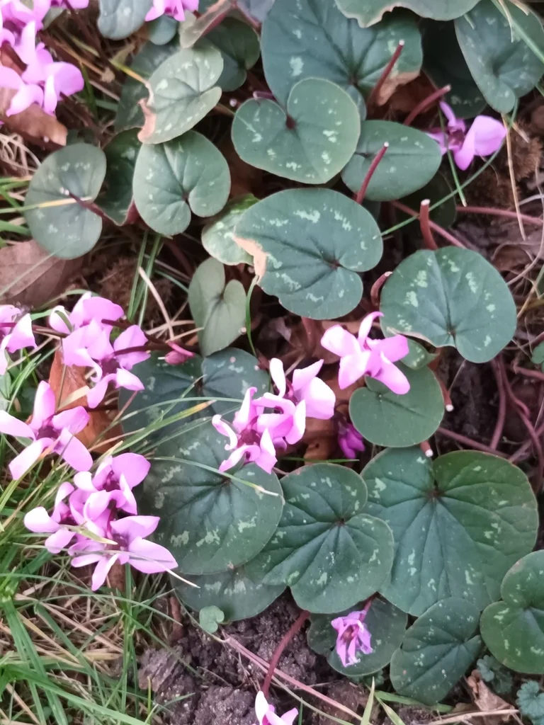 Cyclamen Coum