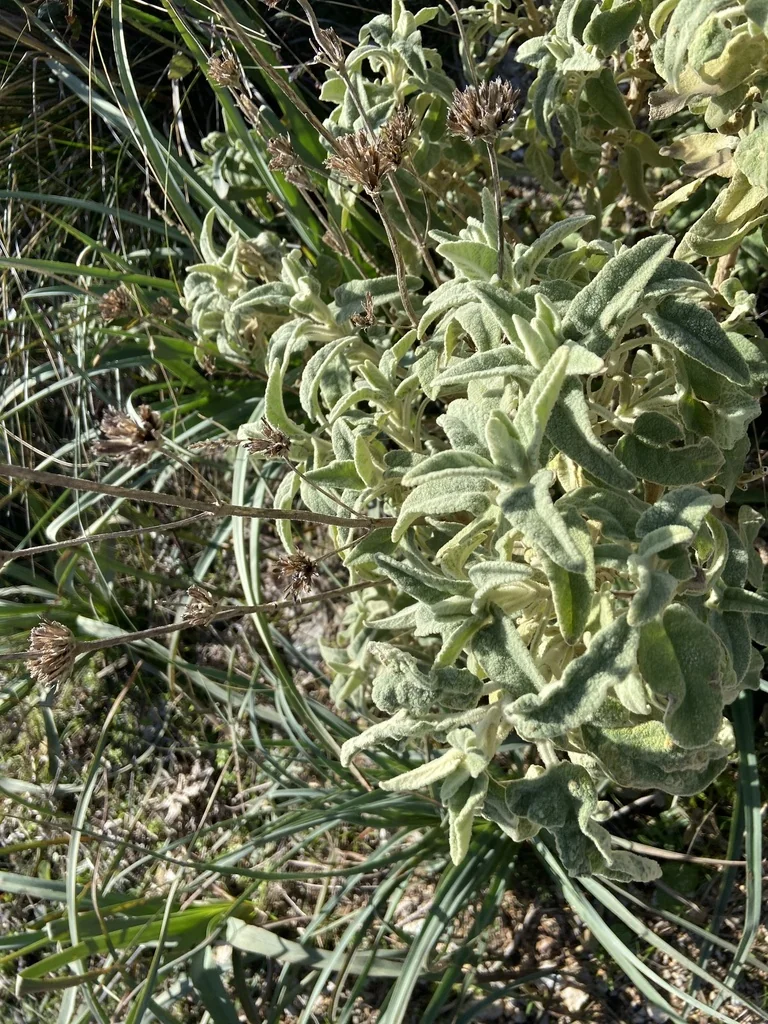 Phlomis Italica
