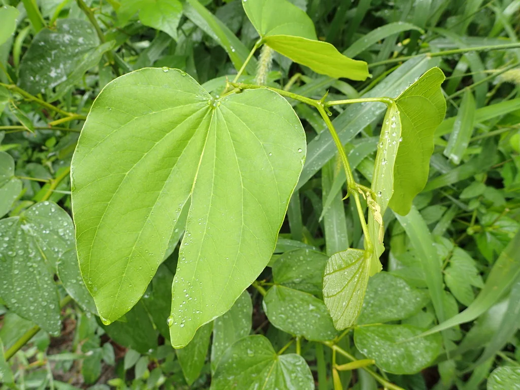 Bauhinia forficata