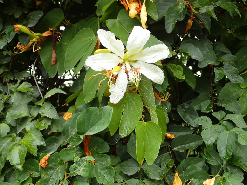 Bauhinia forficata