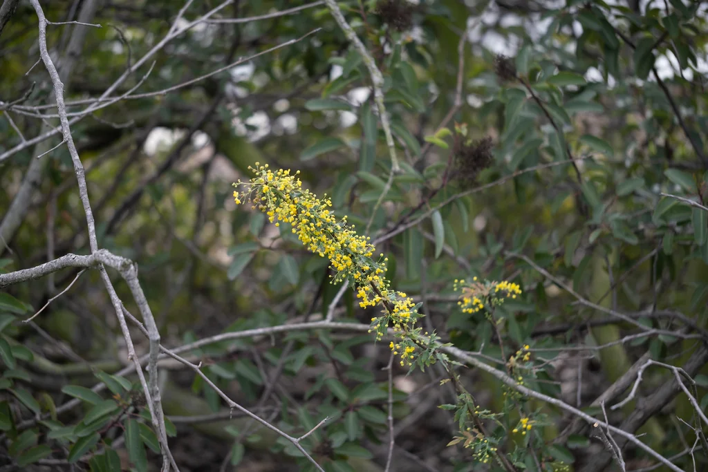 Berberis Nevinii