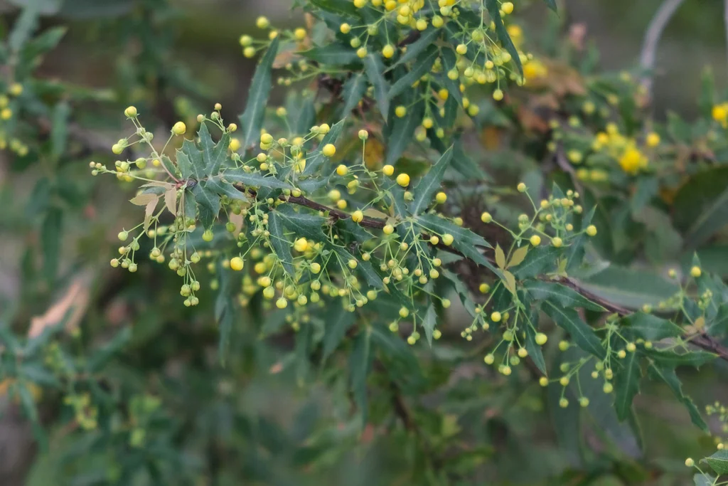 Berberis Nevinii