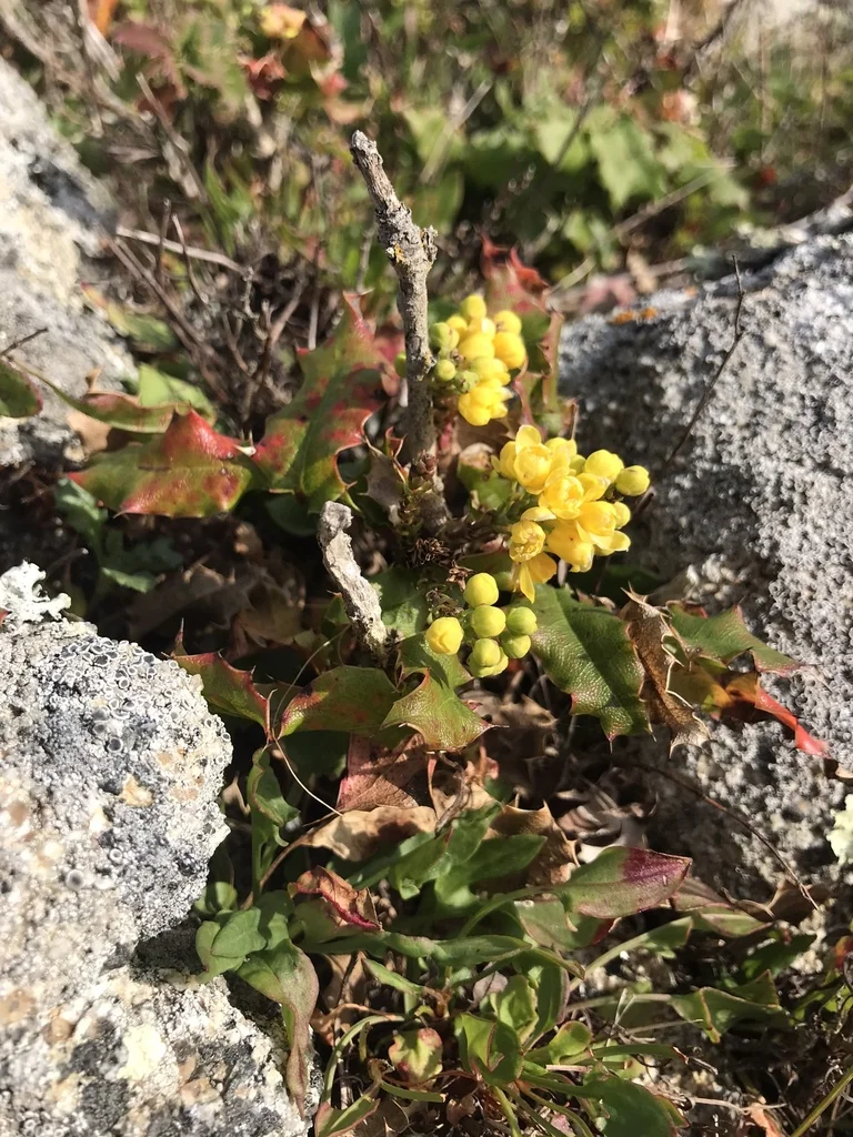 Berberis Pinnata