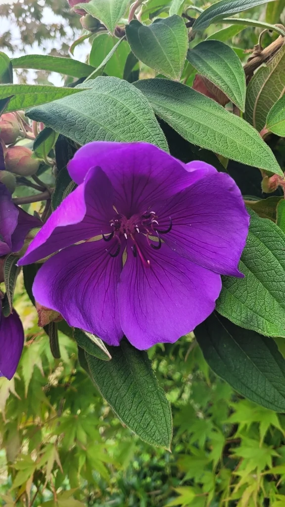Tibouchina Urvilleana